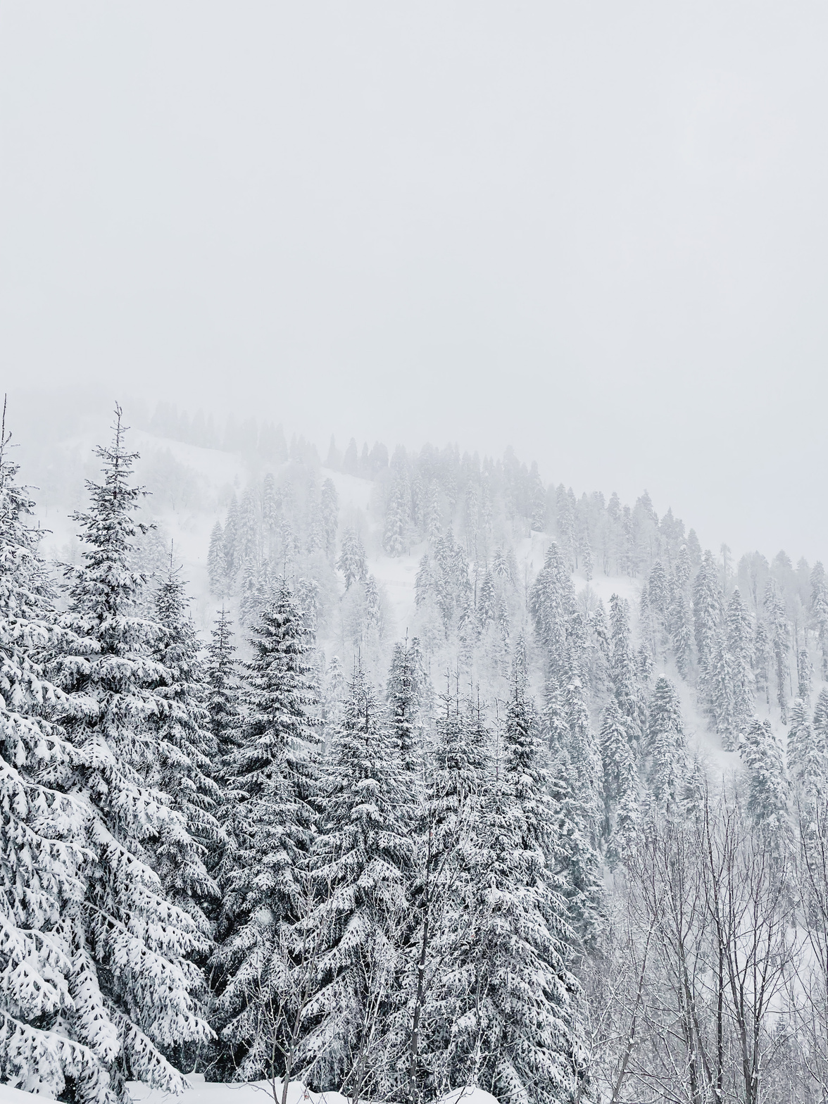 Snow Covered Trees